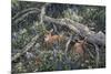 Fawns and Flowers-Jeff Tift-Mounted Giclee Print