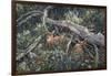 Fawns and Flowers-Jeff Tift-Framed Giclee Print