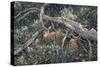 Fawns and Flowers-Jeff Tift-Stretched Canvas