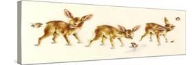 Fawns-Peggy Harris-Stretched Canvas