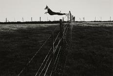 Dog Leaping Fence in Farmland-Fay Godwin-Giclee Print