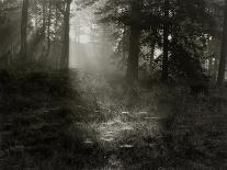 Light Shining Through Trees in Forest-Fay Godwin-Giclee Print