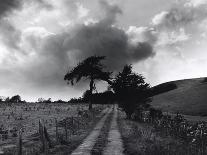 Tree With Sheep, Mist and Low Cloud-Fay Godwin-Giclee Print