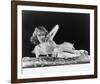 Fay Wray-null-Framed Photo