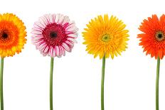 Four Flowers Isolated - Clipping Path-FBB-Photographic Print