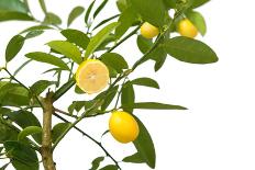 Small Lemon Tree, with Lemon Cut in Half, Isolated-FBB-Photographic Print