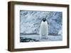 Fearless Adelie Penguin-DLILLC-Framed Photographic Print