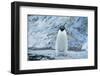 Fearless Adelie Penguin-DLILLC-Framed Photographic Print