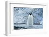 Fearless Adelie Penguin-DLILLC-Framed Photographic Print