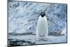 Fearless Adelie Penguin-DLILLC-Mounted Photographic Print