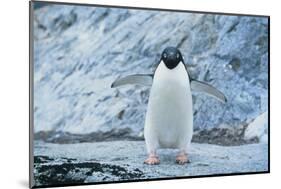 Fearless Adelie Penguin-DLILLC-Mounted Photographic Print