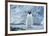 Fearless Adelie Penguin-DLILLC-Framed Photographic Print