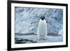 Fearless Adelie Penguin-DLILLC-Framed Photographic Print