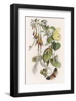 Feasting and Fun Among the Fuchsias, Fairies and Elves are Visited by Butterflies-Richard Doyle-Framed Photographic Print