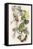 Feasting and Fun Among the Fuchsias, Fairies and Elves are Visited by Butterflies-Richard Doyle-Framed Stretched Canvas