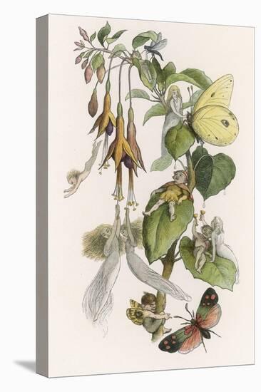 Feasting and Fun Among the Fuchsias, Fairies and Elves are Visited by Butterflies-Richard Doyle-Stretched Canvas