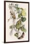 Feasting and Fun Among the Fuchsias, Fairies and Elves are Visited by Butterflies-Richard Doyle-Framed Photographic Print