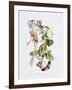 Feasting and Fun Among the Fuschias-Richard Doyle-Framed Giclee Print