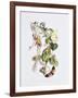 Feasting and Fun Among the Fuschias-Richard Doyle-Framed Giclee Print