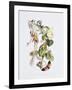 Feasting and Fun Among the Fuschias-Richard Doyle-Framed Giclee Print