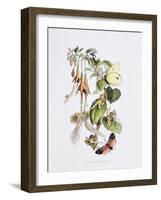 Feasting and Fun Among the Fuschias-Richard Doyle-Framed Giclee Print