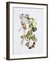 Feasting and Fun Among the Fuschias-Richard Doyle-Framed Giclee Print