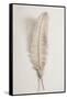 Feather_002-1x Studio III-Framed Stretched Canvas