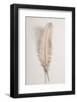 Feather_002-1x Studio III-Framed Photographic Print