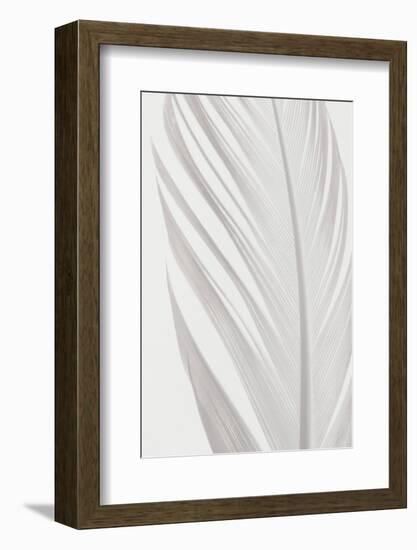 Feather_006-1x Studio III-Framed Photographic Print