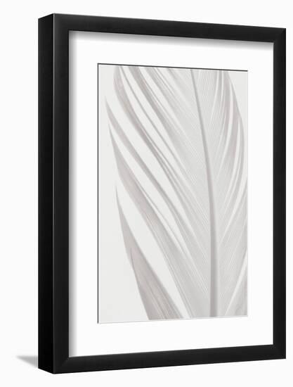 Feather_006-1x Studio III-Framed Photographic Print