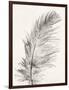 Feather 1 Light-Pernille Folcarelli-Framed Art Print