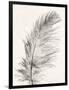 Feather 1 Light-Pernille Folcarelli-Framed Art Print