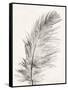 Feather 1 Light-Pernille Folcarelli-Framed Stretched Canvas