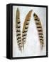 Feather #1-Alan Blaustein-Framed Stretched Canvas
