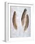 Feather #2-Alan Blaustein-Framed Photographic Print