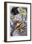 Feather and Flowers-Donald Paulson-Framed Giclee Print