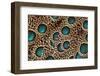 Feather Design of the Malay Peacock Pheasant-Darrell Gulin-Framed Premium Photographic Print