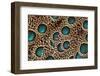 Feather Design of the Malay Peacock Pheasant-Darrell Gulin-Framed Photographic Print