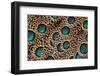 Feather Design of the Malay Peacock Pheasant-Darrell Gulin-Framed Photographic Print