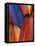 Feather Details of Scarlet Macaw, Honduras-Stuart Westmorland-Framed Stretched Canvas
