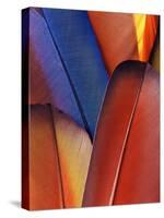 Feather Details of Scarlet Macaw, Honduras-Stuart Westmorland-Stretched Canvas