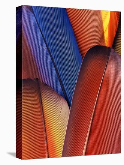 Feather Details of Scarlet Macaw, Honduras-Stuart Westmorland-Stretched Canvas