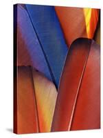 Feather Details of Scarlet Macaw, Honduras-Stuart Westmorland-Stretched Canvas