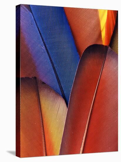 Feather Details of Scarlet Macaw, Honduras-Stuart Westmorland-Stretched Canvas