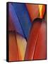 Feather Details of Scarlet Macaw, Honduras-Stuart Westmorland-Framed Stretched Canvas