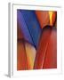 Feather Details of Scarlet Macaw, Honduras-Stuart Westmorland-Framed Premium Photographic Print