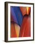 Feather Details of Scarlet Macaw, Honduras-Stuart Westmorland-Framed Photographic Print