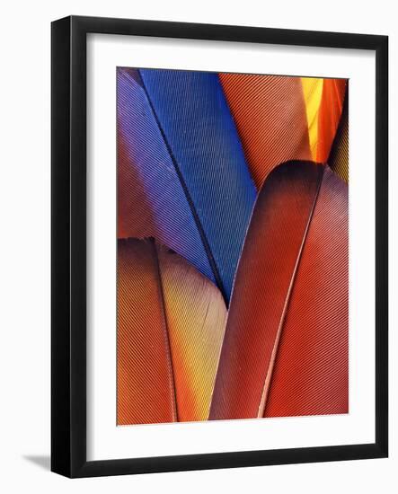 Feather Details of Scarlet Macaw, Honduras-Stuart Westmorland-Framed Photographic Print