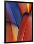 Feather Details of Scarlet Macaw, Honduras-Stuart Westmorland-Framed Photographic Print