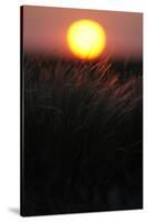 Feather Grass (Stipa Sp) at Sunset in the Steppe of Cherniye Zemli Nr, Kalmykia, Russia-Shpilenok-Stretched Canvas